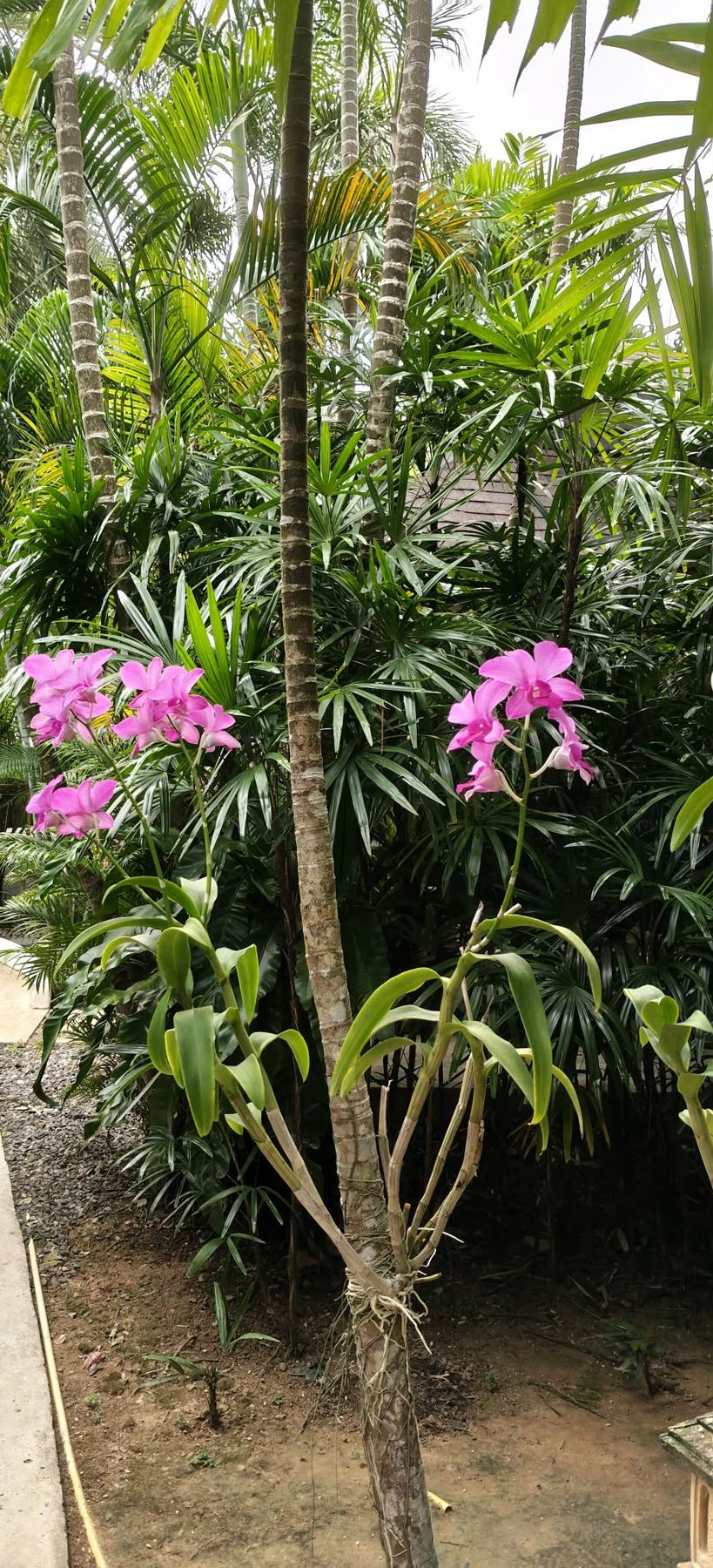 Orchideen im Garten