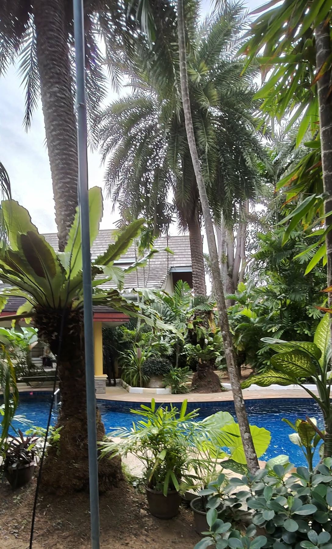 Palmen am Pool