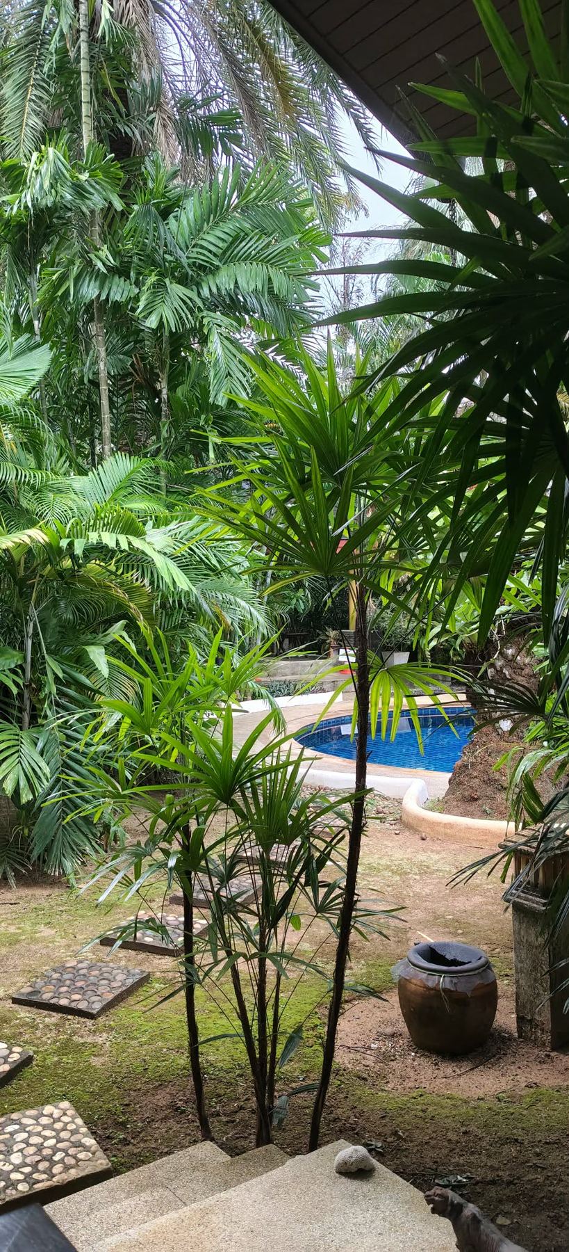 Gartenweg mit Blick zum Pool